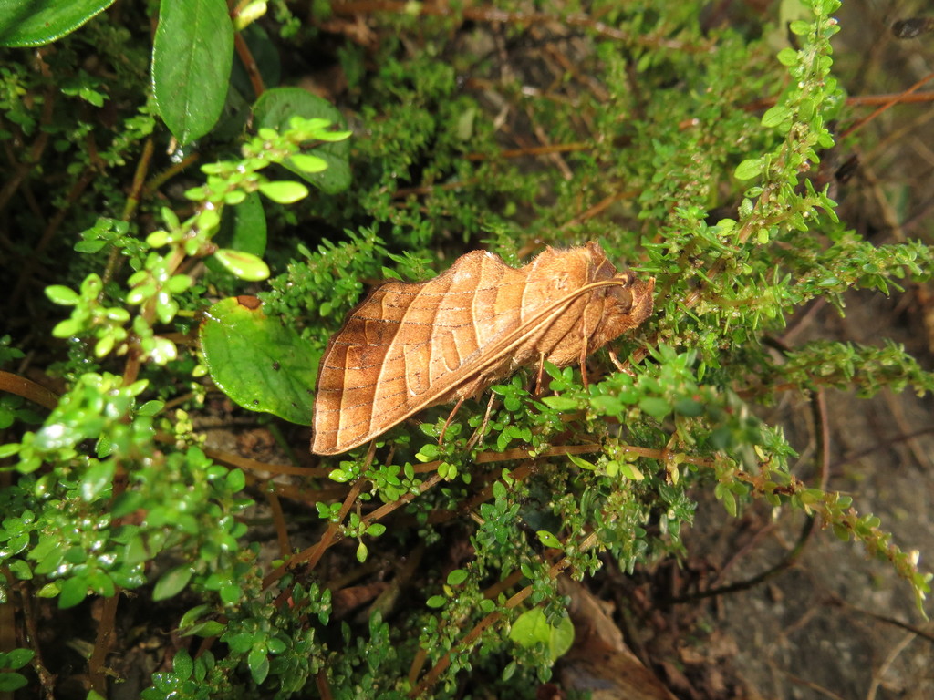 Antaea jaraguana