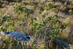 Liparia splendens splendens