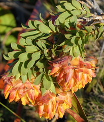 Liparia splendens splendens