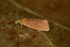 Celypha rufana