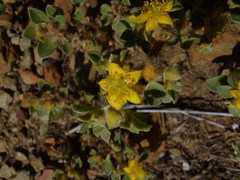 Aizoon glinoides