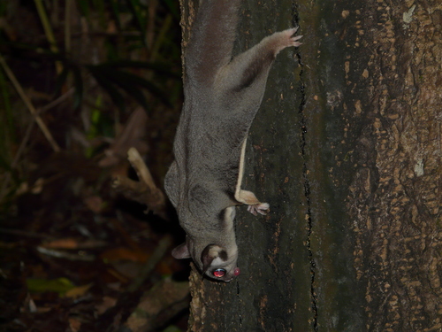 Petaurus notatus