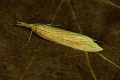 Chilo phragmitella