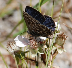 Lepidochrysops trimeni