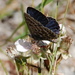 Lepidochrysops trimeni - Photo (c) Charles Stirton, algunos derechos reservados (CC BY-SA), uploaded by Charles Stirton