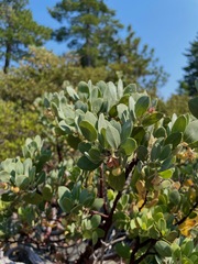 Arctostaphylos canescens sonomensis