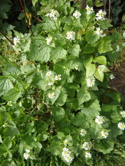 Alliaria petiolata