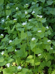 Alliaria petiolata