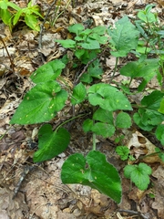 Viola alba dehnhardtii
