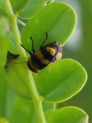 Cryptocephalus trizonatus