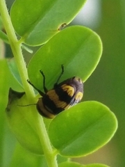 Cryptocephalus trizonatus