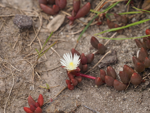 Image of Delosperma subpetiolatum by (c) Peter Archdale, some rights reserved (CC BY)