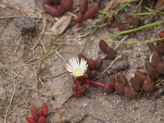 Delosperma subpetiolatum