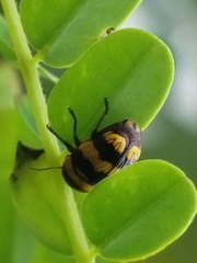 Cryptocephalus trizonatus