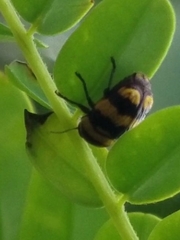 Cryptocephalus trizonatus