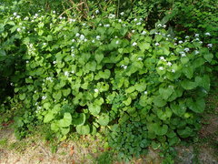 Alliaria petiolata