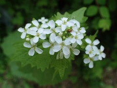 Alliaria petiolata