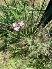 Epilobium