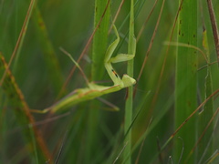 Paramantis sacra