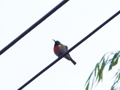 Cinnyris chalybeus subalaris