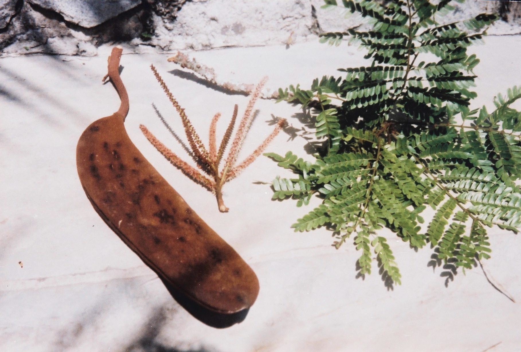 Pentaclethra