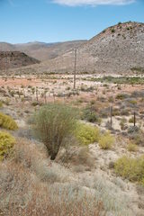 Psoralea arborescens