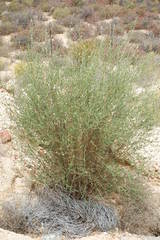 Psoralea arborescens