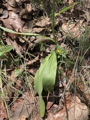 Prochnyanthes mexicana