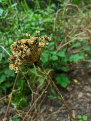Allium decipiens quercetorum