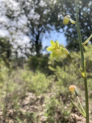 Prochnyanthes mexicana