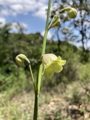 Prochnyanthes mexicana