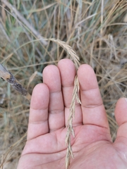 Elymus farctus