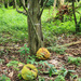 African Breadfruit - Photo (c) International Institute of Tropical Agriculture, some rights reserved (CC BY-NC)