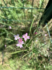 Epilobium