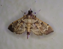 Salbia cassidalis