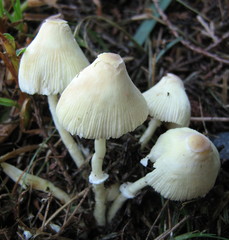Leucocoprinus straminellus
