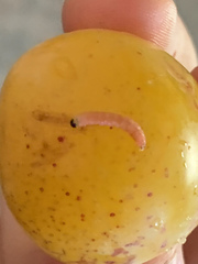 Grapholita funebrana