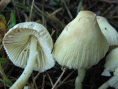 Leucocoprinus straminellus