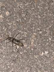 Susuacanga stigmatica