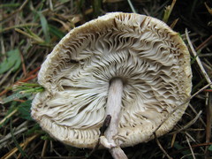 Leucocoprinus straminellus