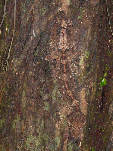 Saltuarius cornutus