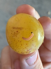 Grapholita funebrana