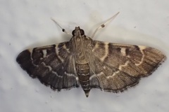 Cryptobotys zoilusalis