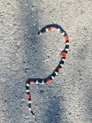 Micrurus laticollaris