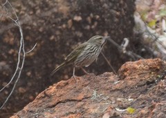 Anthus lineiventris