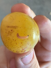 Grapholita funebrana