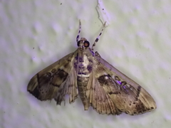 Sathria internitalis