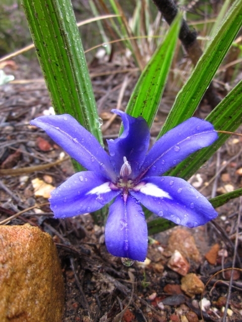Babiana sambucina sambucina from... &lt;h3&gt;Babiana sambucina&lt;/h3&gt;&lt;br... · iNaturalist Subspecies Babiana sambucina... 