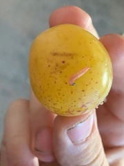 Grapholita funebrana