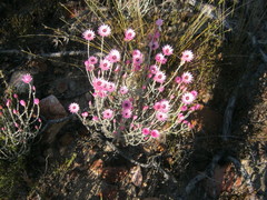 Syncarpha canescens canescens